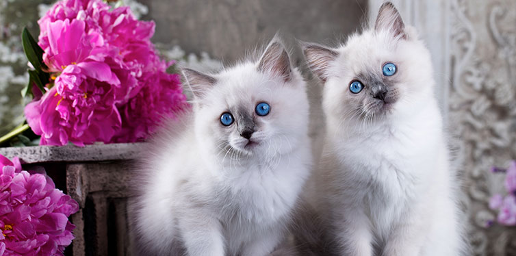 Ragdoll blue point little kitten