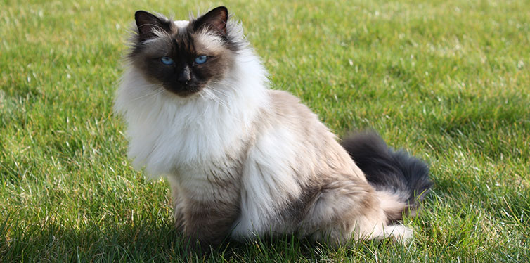 Seal point Sacred Birman cat sitting in grass