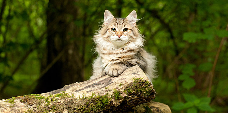Siberian cat on the tree