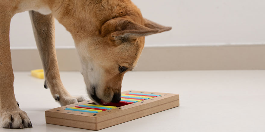 Smart dog is looking for delicious dried treats in intellectual game and eating them close up