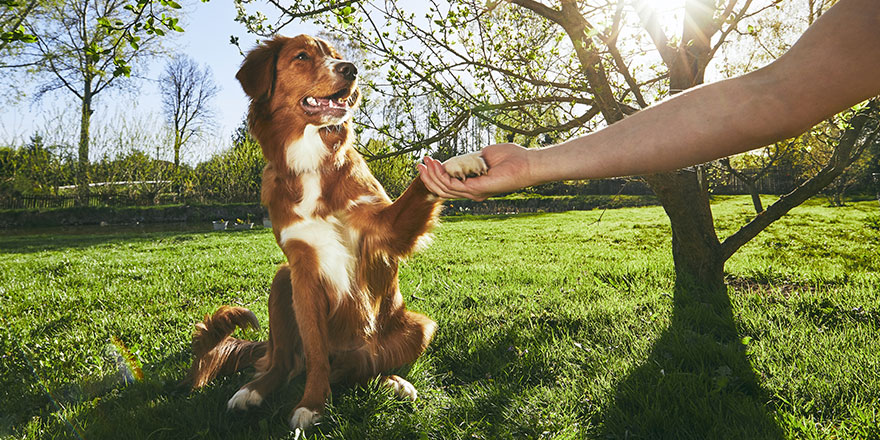 Springtime on the garden Man holding paw of the his dog