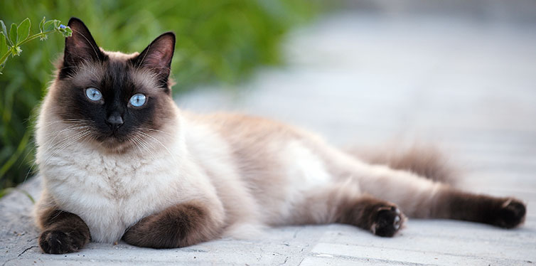 The beautiful brown cat, Siamese, with blue-green eyes lies in a green grass and leaves