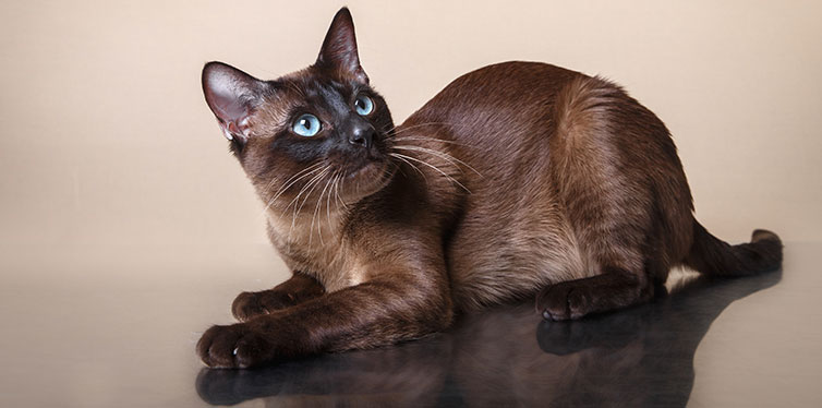 Tonkinese cat on a beige background