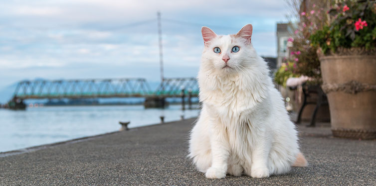 Turkish Van