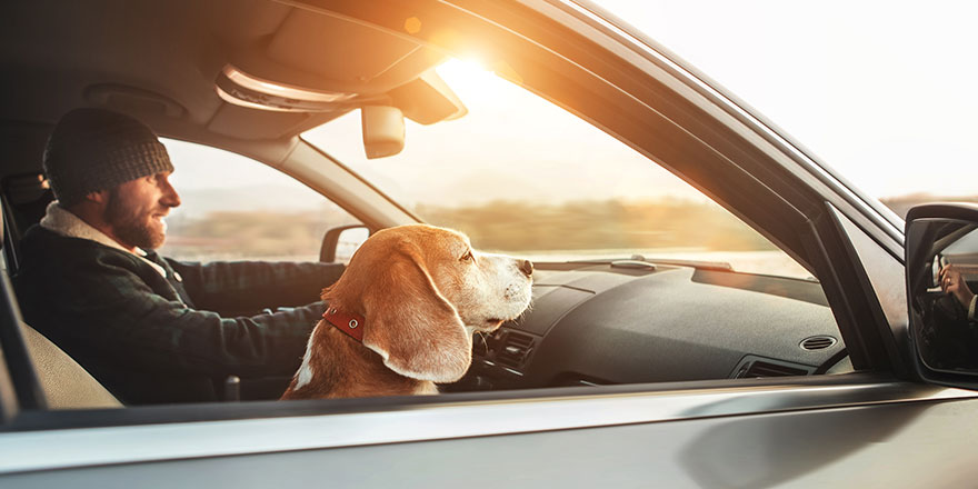 Warmly dressed man enjoying the modern car driving with his beagle dog sitting on the co driver passenger seat