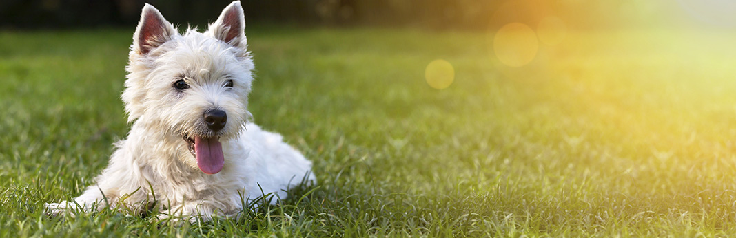 What Are Those Black Spots on a Dog’s Tongue