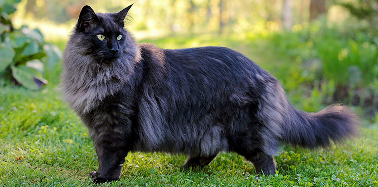 Young Norwegian forest cat male standing in a garden