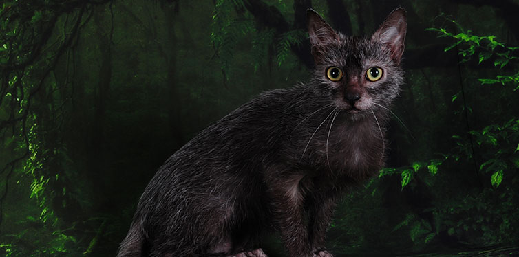 lykoi black werewolf cat