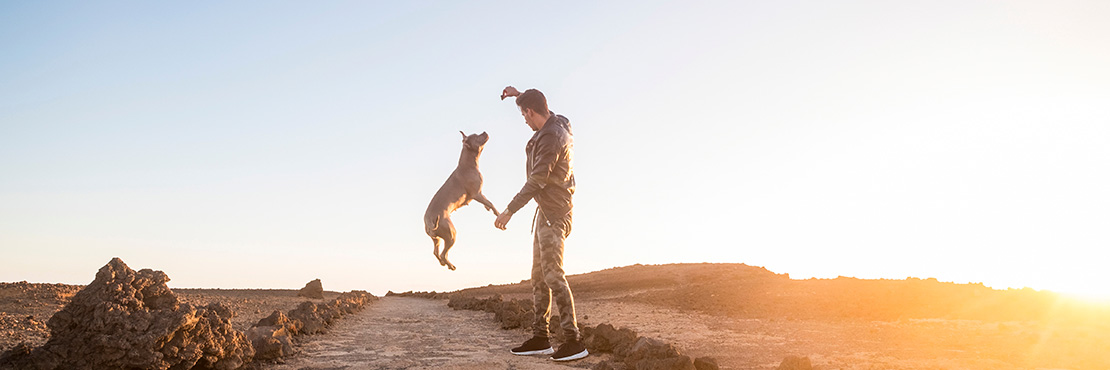 mental stimulation for dogs