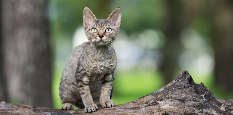 tabby devon rex kitten sitting on a tree