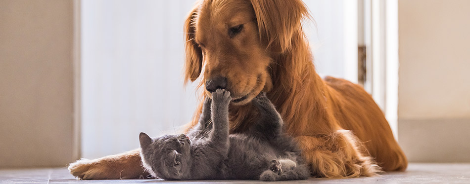 25 Cat Breeds That Get along with Dogs