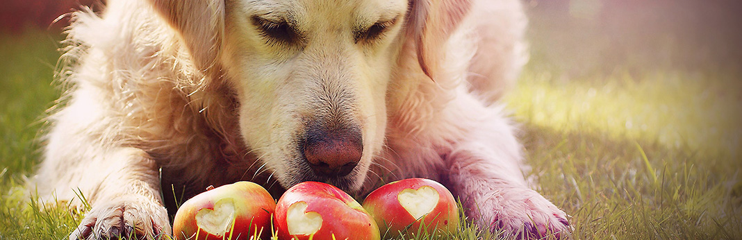 A Guide To The Fruit and Veg Your Dog Can and Can't Eat