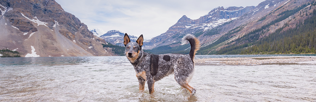 Australian Cattle Dog: Breed Information, Characteristics, and Facts