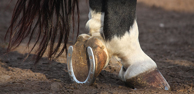 Black and white horse hoofs with horseshoe