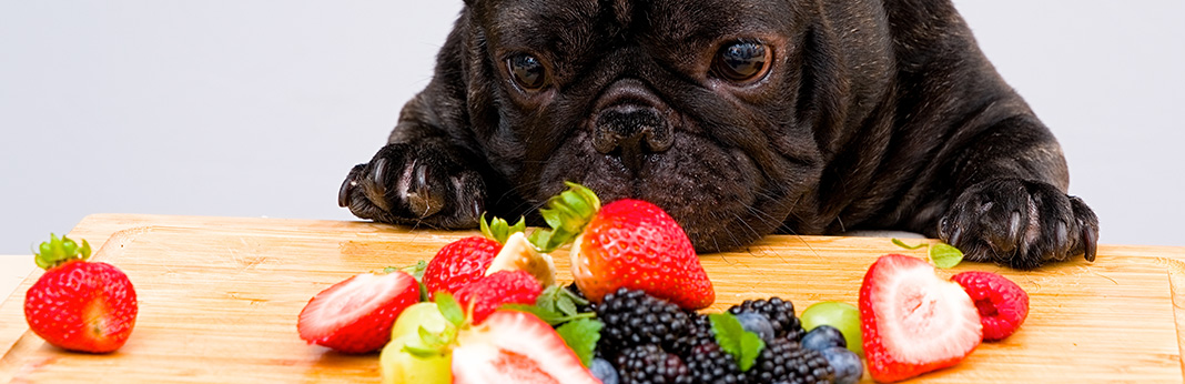 Can-Dogs-Eat-Blueberries