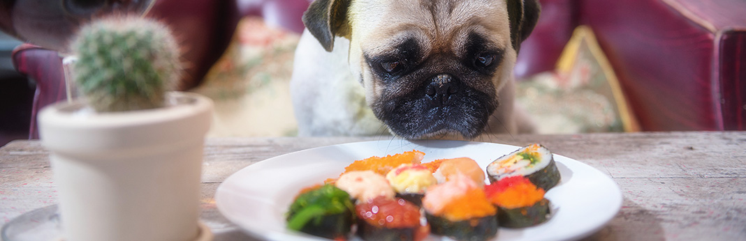 Can Dogs Eat Salmon?