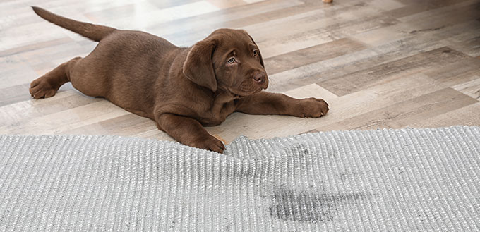 Chiot Labrador Retriever chocolat et tache humide sur tapis à l'intérieur