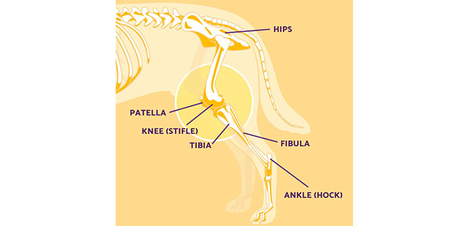 Common Knee Problems