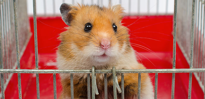 Cute funny Syrian hamster looking out of the cage