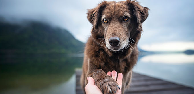 Le chien donne la patte humaine.  Amitié entre l'homme et le chien.