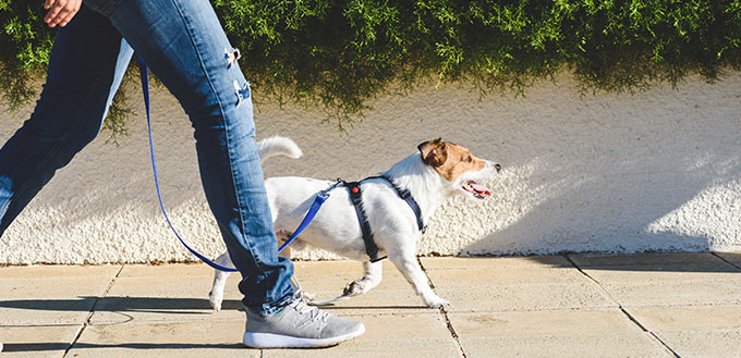 Un promeneur de chien marche avec son animal de compagnie en laisse tout en marchant sur le trottoir de la rue