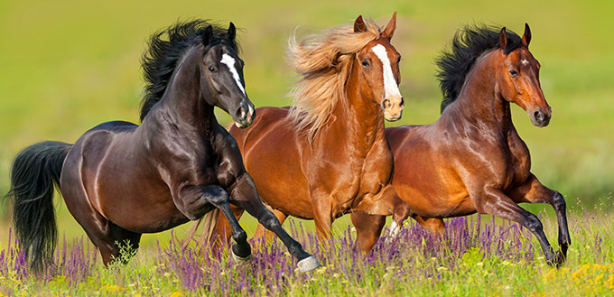 ¿Por qué los caballos necesitan herraduras? 2
