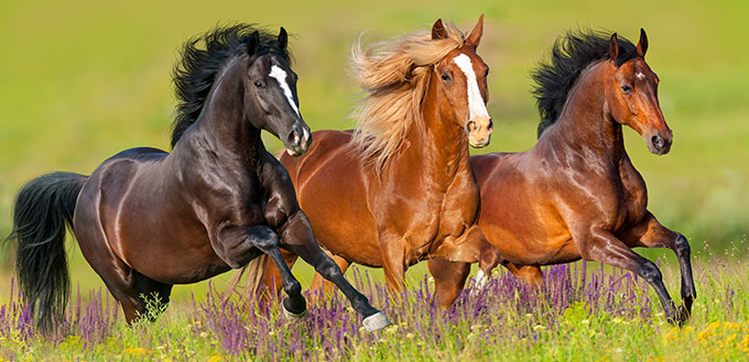 ¿Por qué los caballos necesitan herraduras? 3