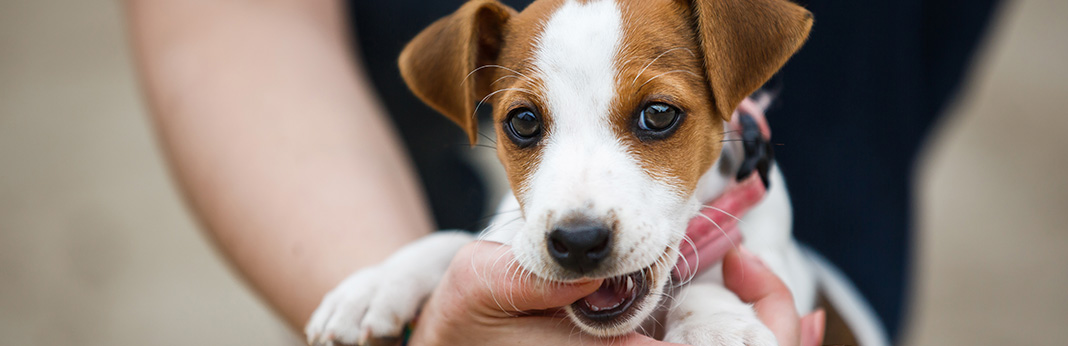 How-to-Manage-Nipping-and-Mouthing-in-Dogs