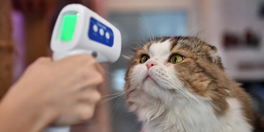 In-The-Battle-of-Cats-V-Dogs,-Cats-Win-Out…-For-Catching-the-Coronavirus