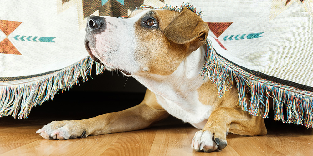 Mental Health Therapy Dogs Accompany First Responders on The Front Line in Surfside