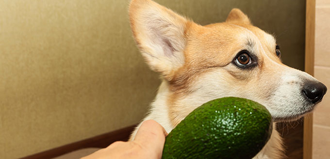 One pretty pembroke Corgi eats avocado.