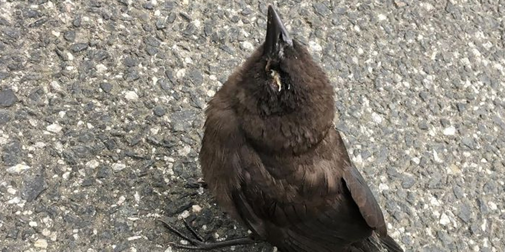Plea For New Yorkers to Stop Feeding Birds to Prevent Spread of Deadly Eye Disorder