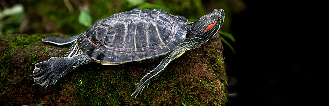 Red-Eared Slider Complete Care Guide and Introduction