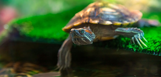 Terrapin à oreilles rouges - Trachemys scripta elegans dans l'aquarium