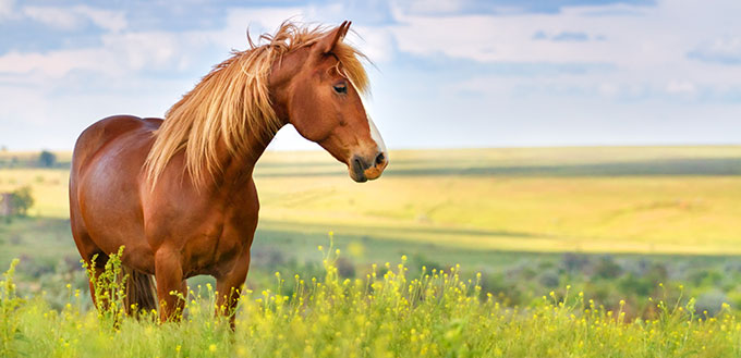 Red horse with long mane in flower field against sky