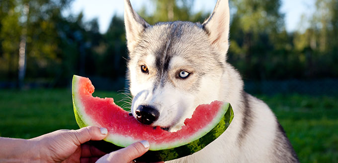 Le husky sibérien mange la pastèque des mains, dans la nature.