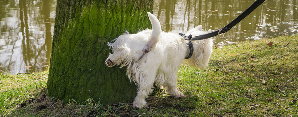 Small white dog cocks its leg on a mossy tree