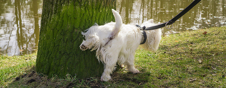 Un petit chien blanc pose sa patte sur un arbre moussu