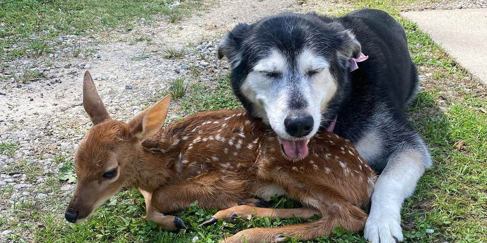 Sweet Dog Cuddles With a Lost Fawn Whilst it Waits to Find a Rescue Home