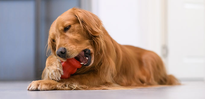 The golden Retriever is biting the toy