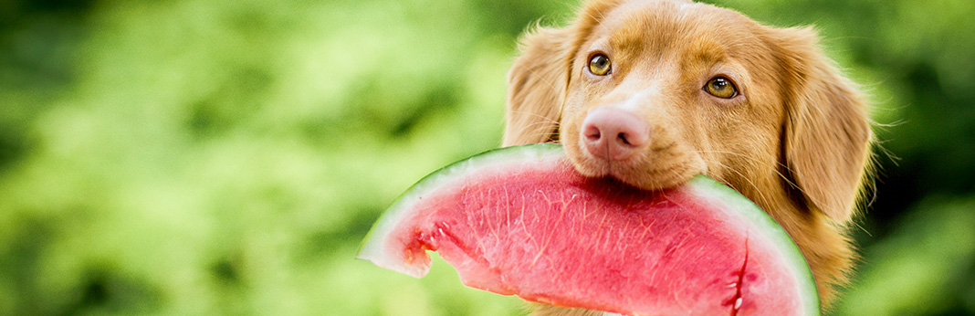 Treats for Your Pup Can Dogs Eat Watermelon