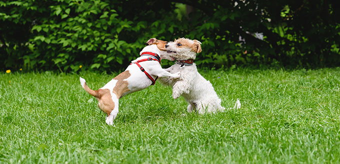 Two cute dogs playing at lawn