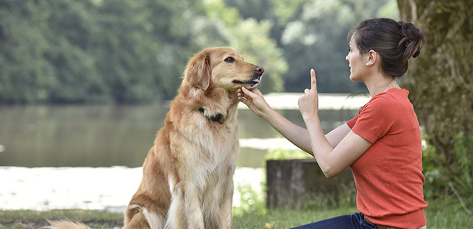 Woman training dog at the park