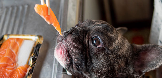 Young French bulldog try to eat raw salmon or sashimi from chopsticks ,dog food and healthcare concept