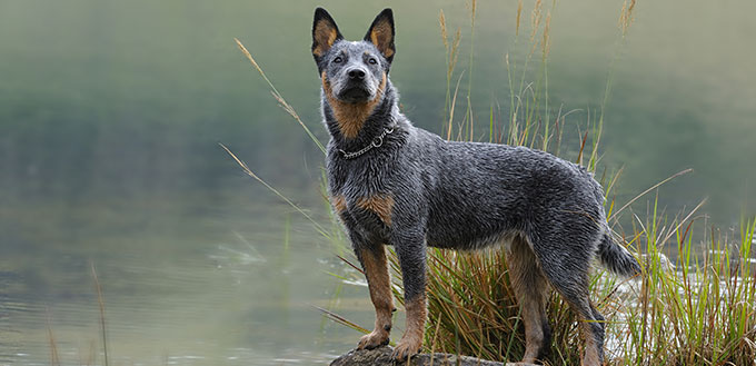 australian cattle dog, aka blue heeler, Troutnip Pandablue, a pedigreed puppy ages six months