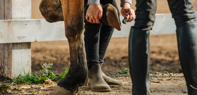 cleaning horse hoof