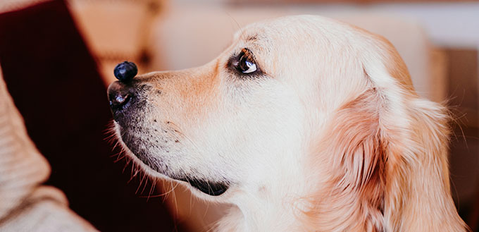 cute golden retriever dog at home holding a blueberry on his snout. adorable obedient pet. Home, indoors and lifestyle