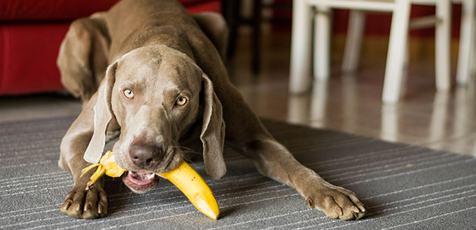 dog eating banana