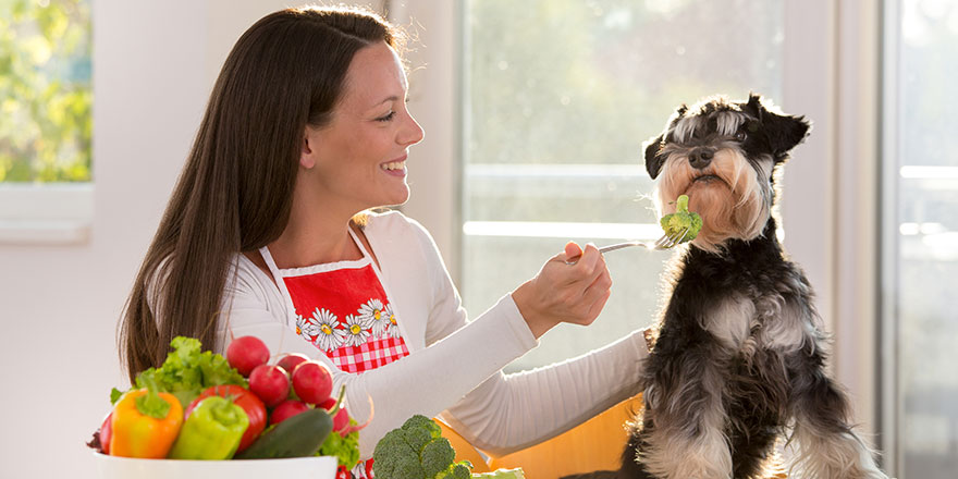 Woman is feeding broccoli to a dog at dinning table