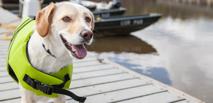 dog going boating